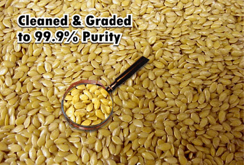 Flax seed cleaned and graded to 99% purity
